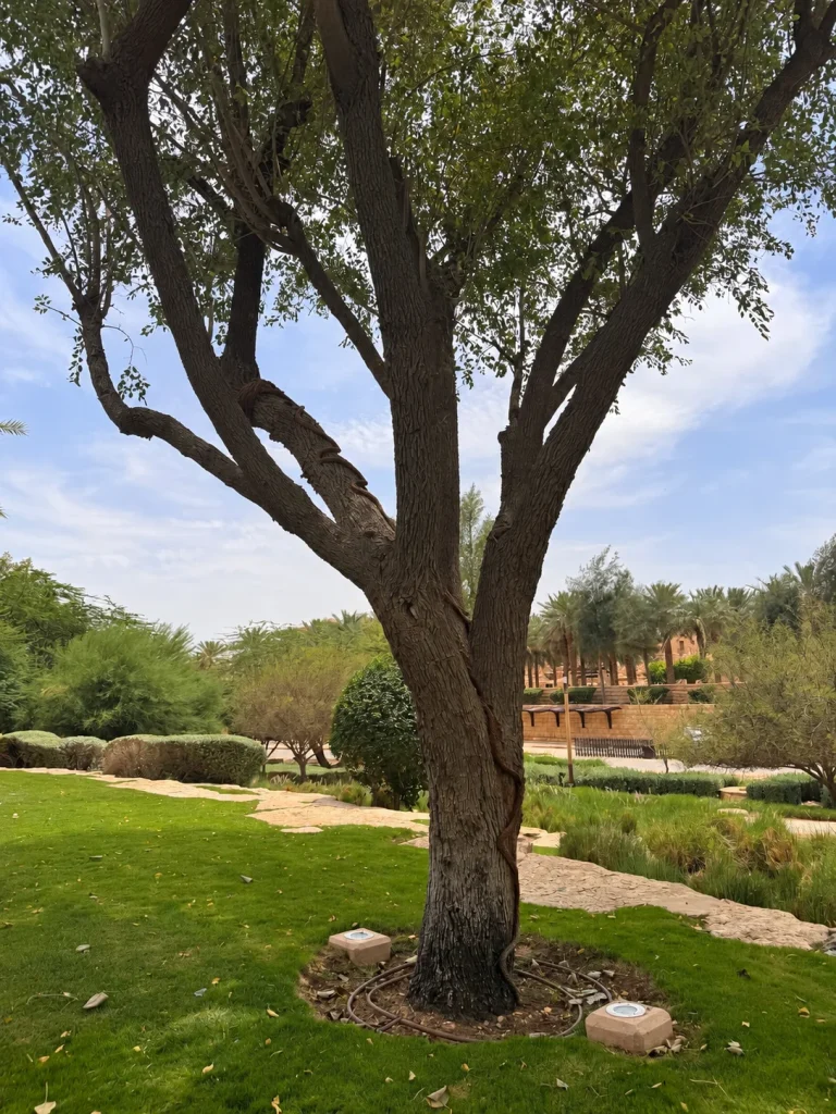 Trees, planting and a path in the supplied Wadi Hanifah photograph
